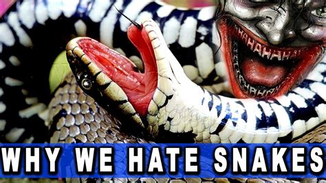 Why Do People Hate Snakes 😡 Youtube