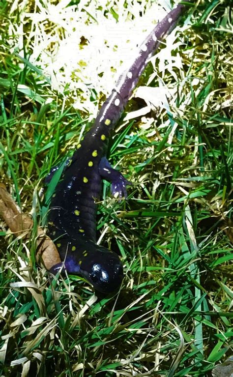 Spotted Salamander Migration WildLIFE