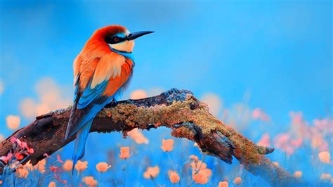 World Beautiful Birds Images Free Download For Desktop