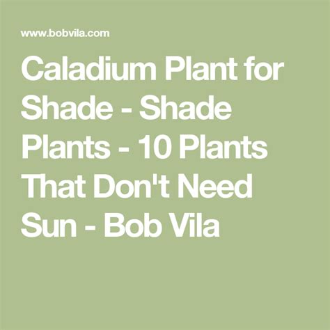 20 Plants For Where The Sun Dont Shine Shade Plants Impatiens Plant