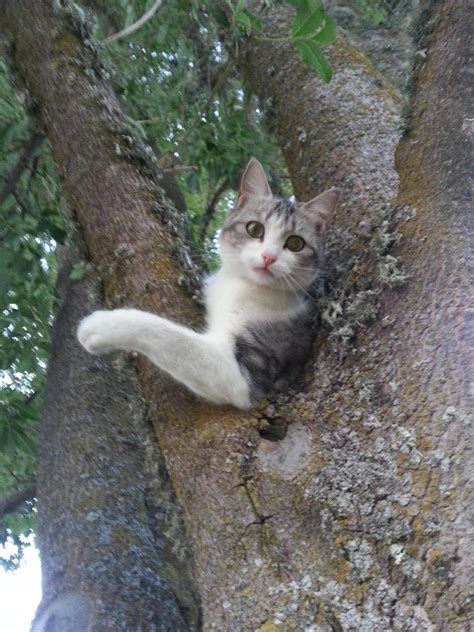 Just Hanging Out On The Tree Cute Cat Cute Animals Animals Kittens