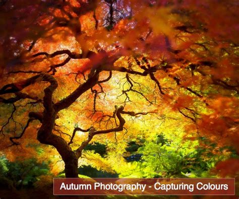 Autumn Fall Photography Capturing Colours