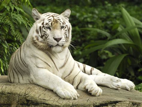 Tigers wait until dark to hunt. White Tiger, Singapore Wallpapers | HD Wallpapers | ID #1000