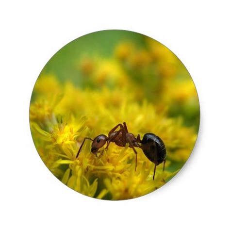 Tiny Ant On Goldenrod Classic Round Sticker Zazzle Tiny Ants Ants