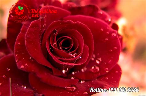Giải Mã ý Nghĩa Hoa Hồng đỏ Loài Hoa Có Vẻ đẹp Ngọt Ngào