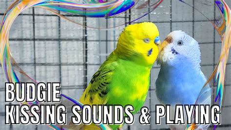 Budgie Kissing Sounds Birdsounds Budgies Chirping Sound Parrot