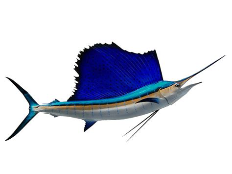 Featured Fish Species Sailfish Fishtrackcom