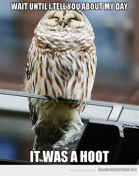 Best 25 Owl Humor Ideas On Pinterest