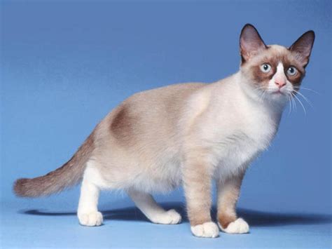 The Rare Snowshoe Cat And Its Unique Characteristics