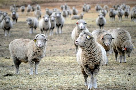 The couple had kept a flock of sheep in that particular field, 30 ewes and two rams to be exact. La oveja | Características, alimentación, reproducción, cría