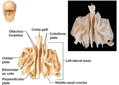 Ethmoid Bone The Identity Human Anatomy Physiology Anatomy