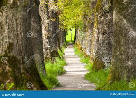 Beautiful Oak Tree Alley With Footpath Stock Image Image Of Park