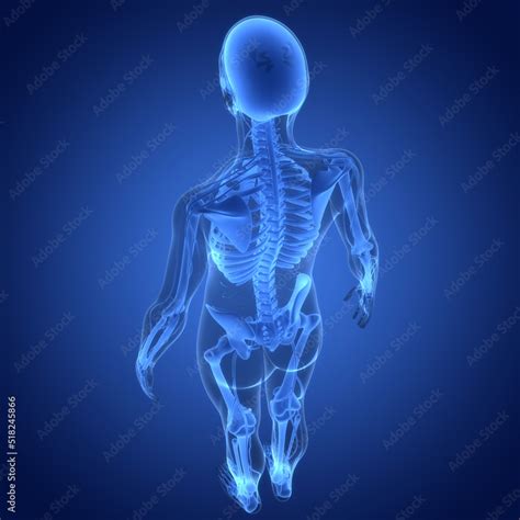 Human Skeleton System Bone Joints Anatomy Stock Illustration Adobe Stock