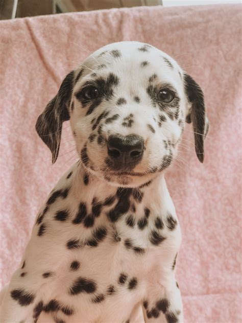73 Dalmatian Dog Puppies For Sale Photo Bleumoonproductions