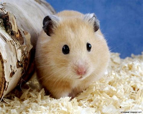 Hamster Wallpaper Hd Image Mega Wallpapers