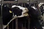 Origin of Mad Cow Disease May Have Been Identified by Scientists