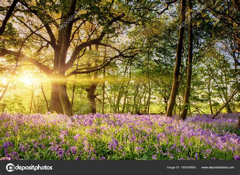 Stunning Bluebell Forest In Spring Sunrise Stock Photo By ©mreco99