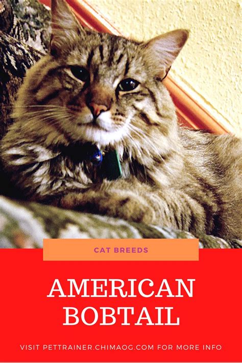 American Bobtail Cat Breeds American Bobtail Cat American Bobtail