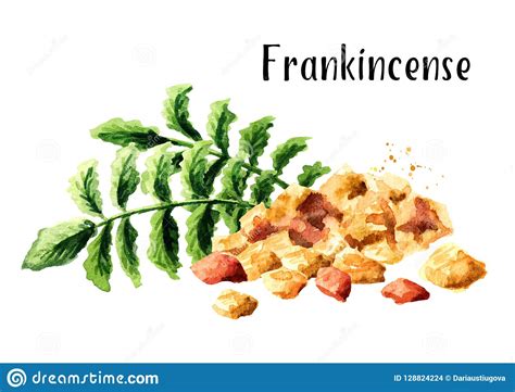 Frankincense Stock Illustrations 534 Frankincense Stock Illustrations