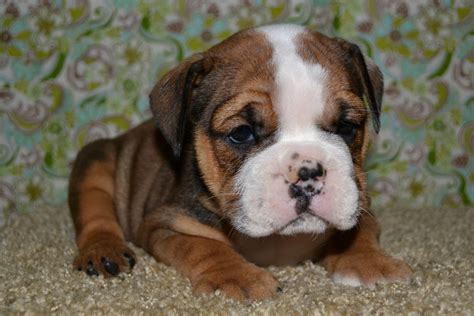 We did not find results for: Valley Bulldog (Boxer-Bulldog mix) Info, Temperament ...