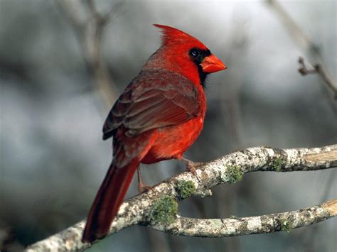 Red Cardinal Bird Kingdom Of Bird