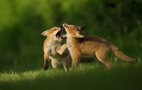 Red Fox Two Cubs Play Fighting Sheffield England Uk Photograph By