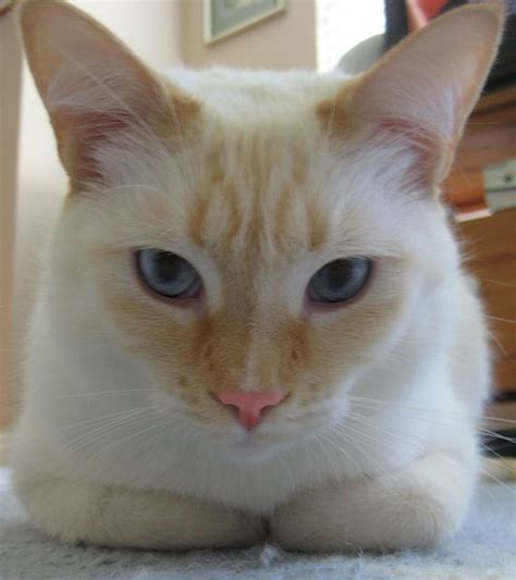Flame Point Siamese Cats Pretty Cats Beautiful Cats