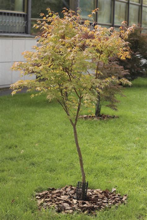 Japanese Maple Tree Facts Lifespan Of Japanese Maple Trees Kompaser