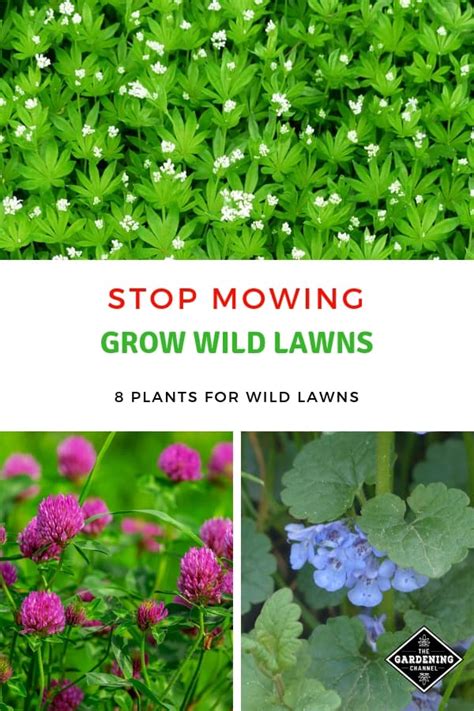 8 Plants For Wild Lawns That Do Not Require Mowing Gardening Channel