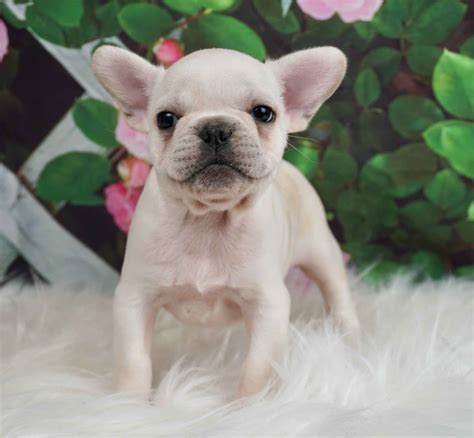 69 French Bulldog Breeders Indiana Picture Bleumoonproductions