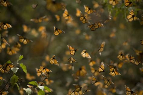 Monarch Butterfly Facts Monarch Butterfly Facts Butterfly Facts For