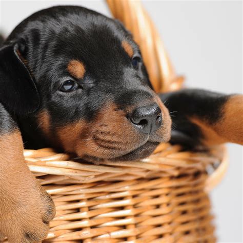 1 Doberman Puppies For Sale In New York Uptown