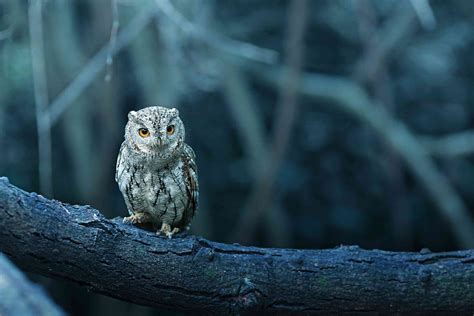 Who Said That 8 Owls You Might Hear At Night