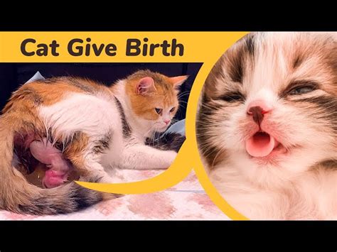 Cat Giving Birth To 5 Kittens With Complete Different Color Ichaowu 愛潮物