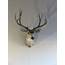 Mule Deer Shoulder Mount DM 115 – Mounts For Sale