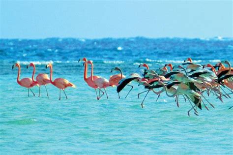 Inagua Birdwatching Could Tap Into Billions Of Dollars Tourism Today