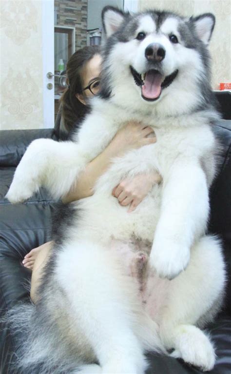 Alaskan Malamutes Are The Floofiest And Sweetest Good Dogs Around