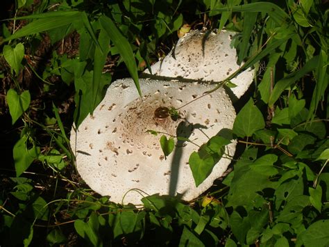 Green Spored Parasol Chlorophyllum Molybdites The Hudson River Park