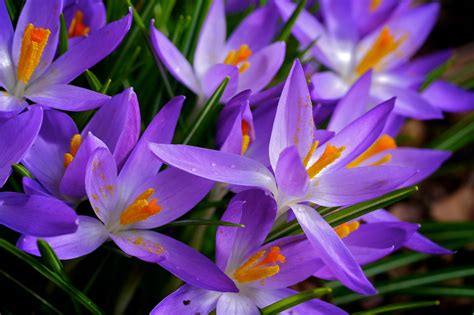 Crocus Hd Wallpaper Background Image 2048x1365 Id