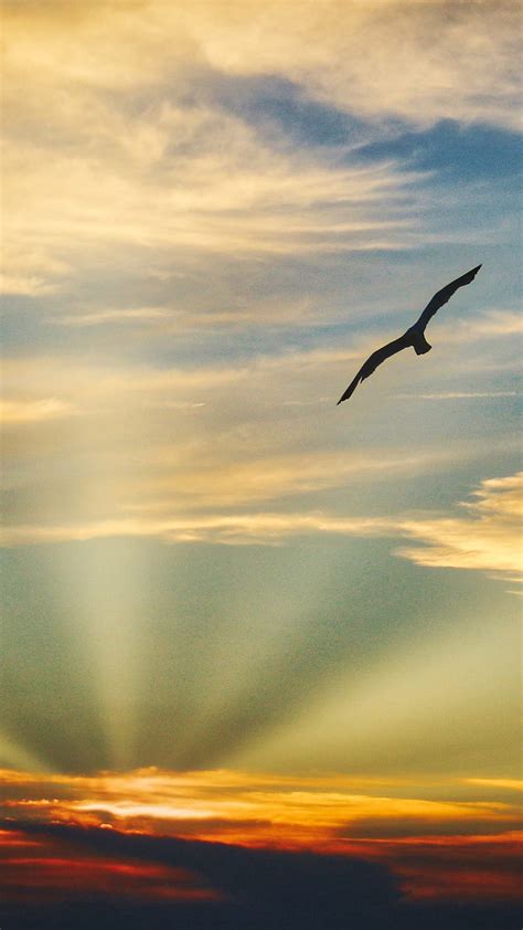 1366x768px 720p Free Download Bird Flying Bird Flying Sunset