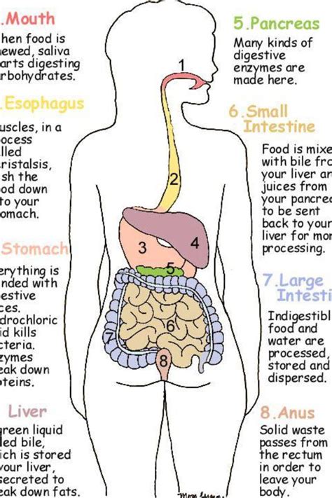 Pin By Marie Ferens Malacas On HEALTH Human Digestive System