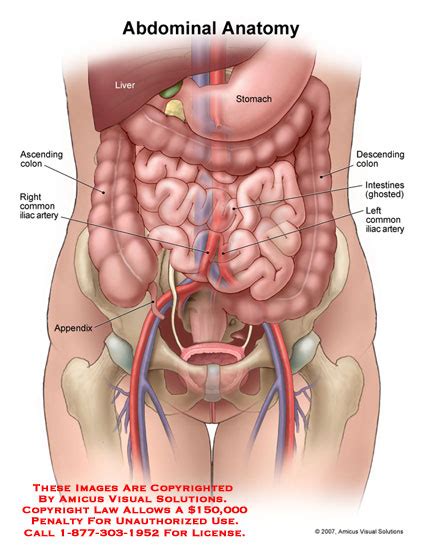 Amicus Illustration Of Amicus Anatomy Abdominal Abdomen Stomach Bowel Colon Ascending Descending