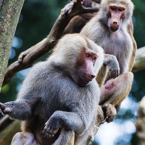 On Monday Evening All 112 Baboons At A Dutch Zoo Freaked Out Thats