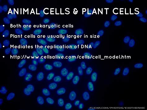 Plant cells are eukaryotic cells, which include fungi and animal cells as well. the nucleus by tatiana90266