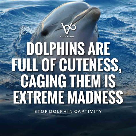 Dolphins Are Full Of Cuteness Caging Them Is Extreme Madness Save