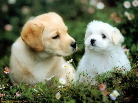Cute Dogs And Puppies Wallpapers Wallpaper Cave Cute Dogs Hd