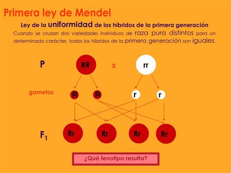 Ppt Leyes De Mendel Powerpoint Presentation Free Download Id1726117
