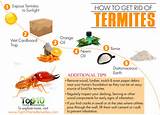 Photos of Natural Termite Remedies