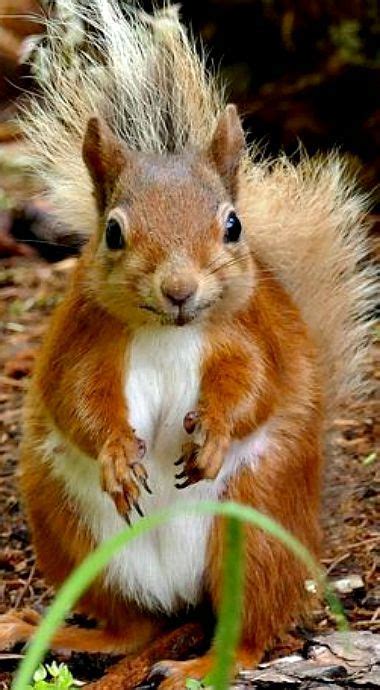 See more ideas about squirrel, cute squirrel, pet birds. This little red squirrel is too cute for words | Animals ...