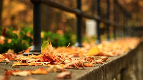 Dry Leaves Fall Down On Blur Background Leaf In Street 4k Hd Nature